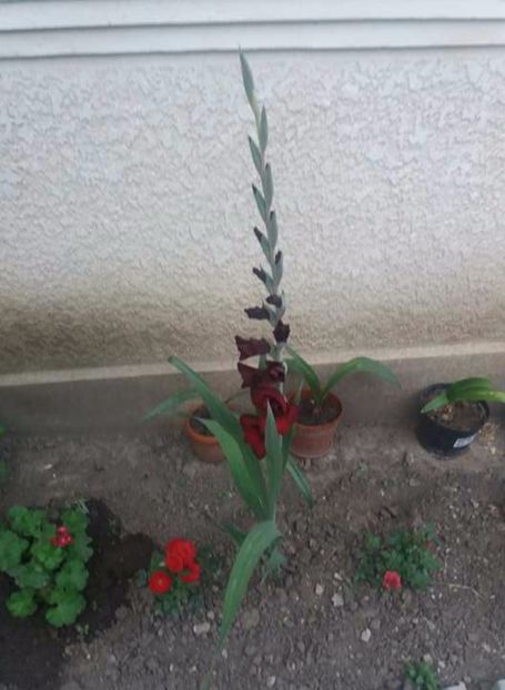 - Gladiole