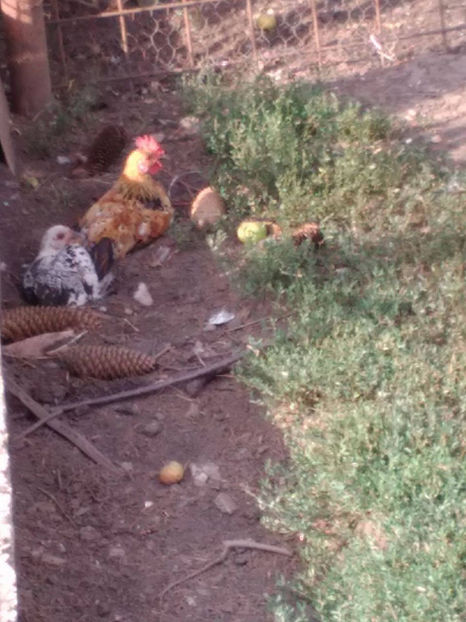  - Pui gaina pitica 2017