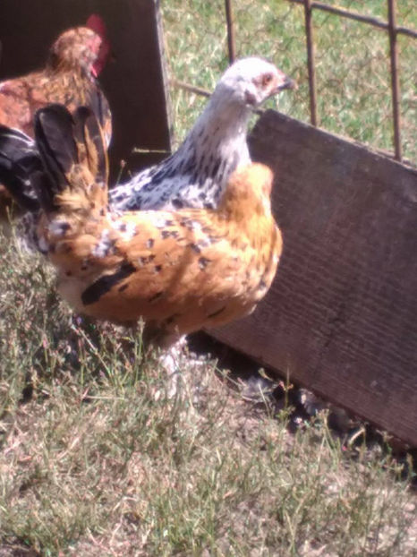  - Pui gaina pitica 2017