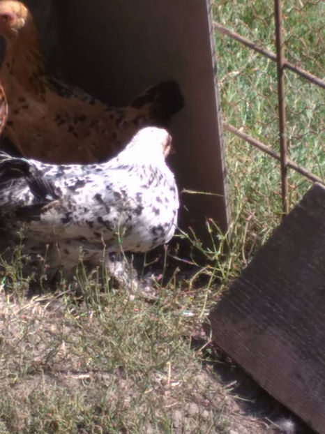  - Pui gaina pitica 2017