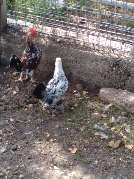  - Pui gaina pitica 2017