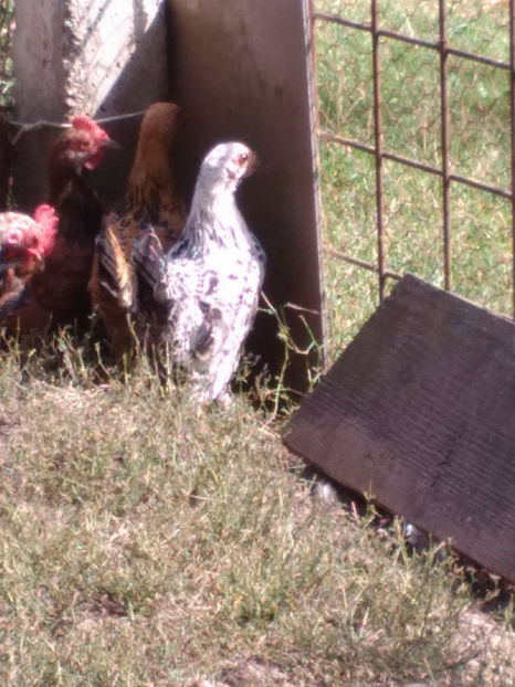  - Pui gaina pitica 2017