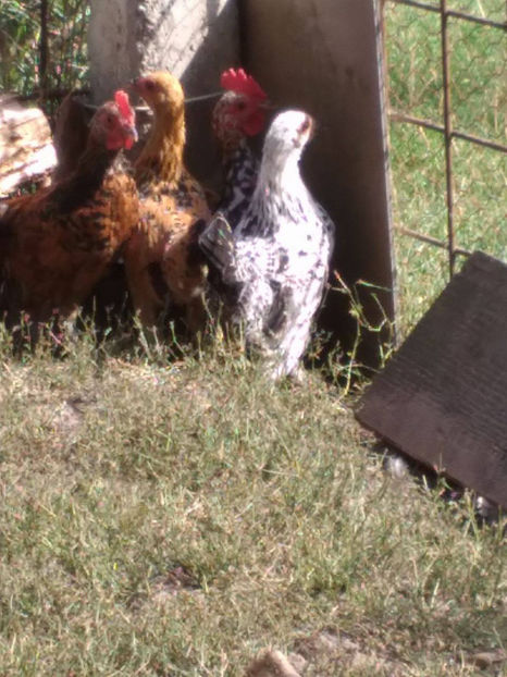  - Pui gaina pitica 2017