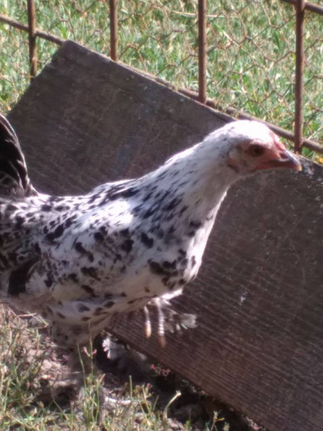  - Pui gaina pitica 2017