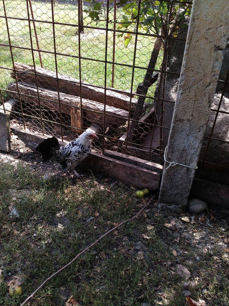  - Pui gaina pitica 2017