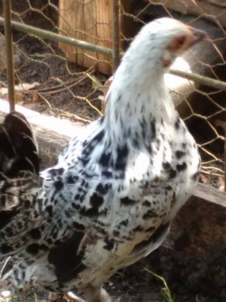  - Pui gaina pitica 2017