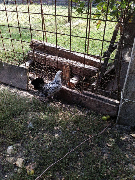  - Pui gaina pitica 2017