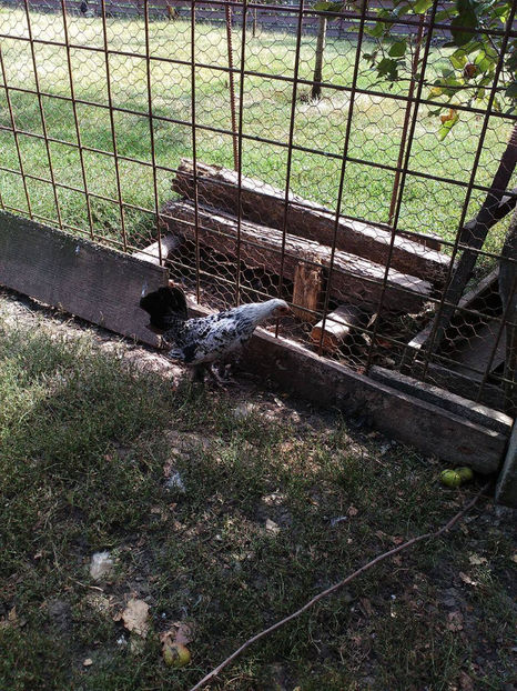  - Pui gaina pitica 2017