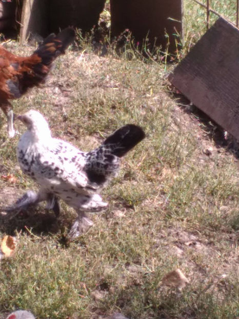  - Pui gaina pitica 2017