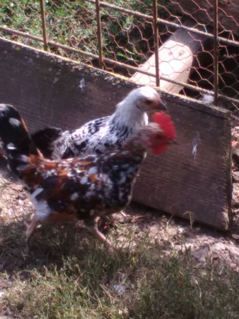  - Pui gaina pitica 2017