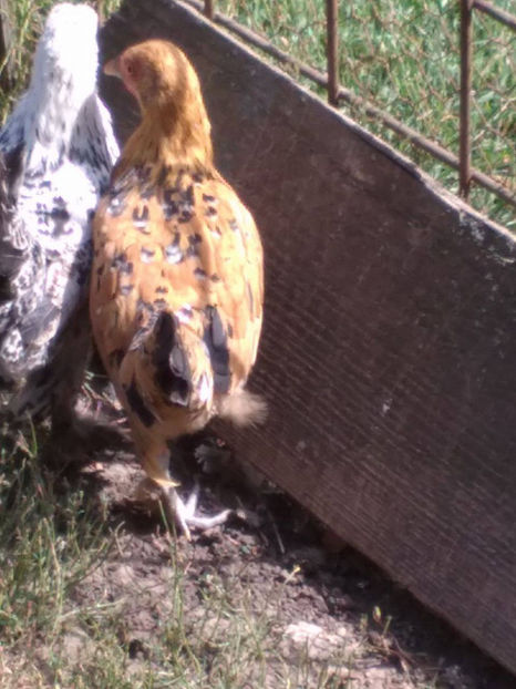  - Pui gaina pitica 2017