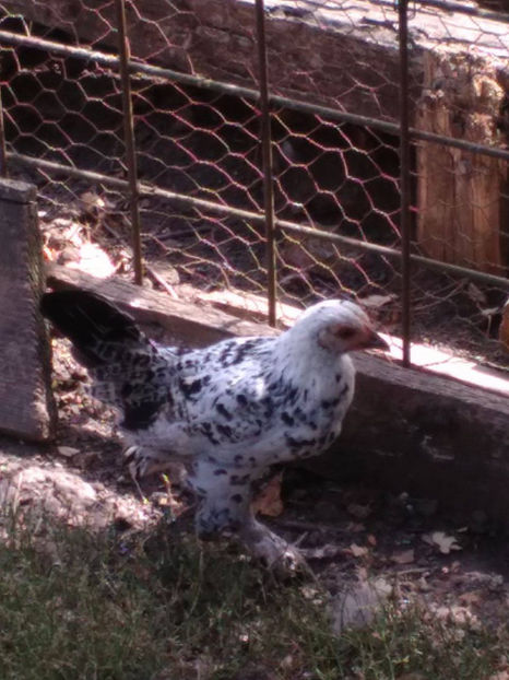  - Pui gaina pitica 2017