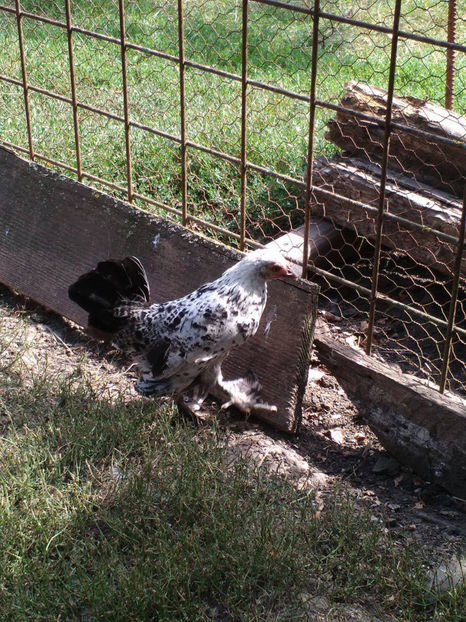  - Pui gaina pitica 2017