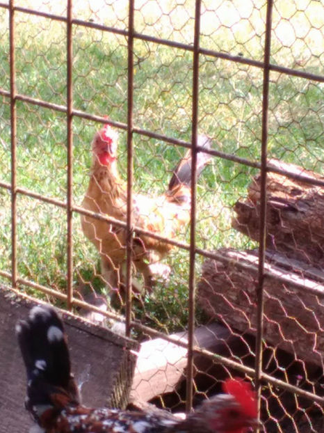  - Pui gaina pitica 2017