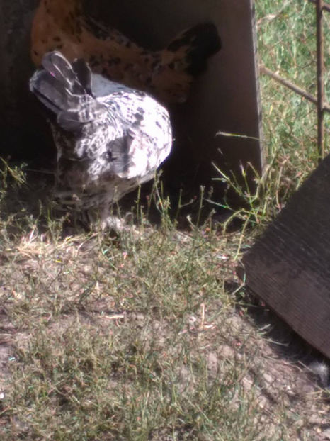  - Pui gaina pitica 2017