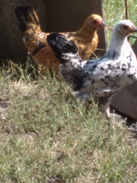 Merlya și Miriam - Pui gaina pitica 2017