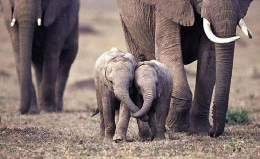  - NATURA ȘI SURPRIZELE EI