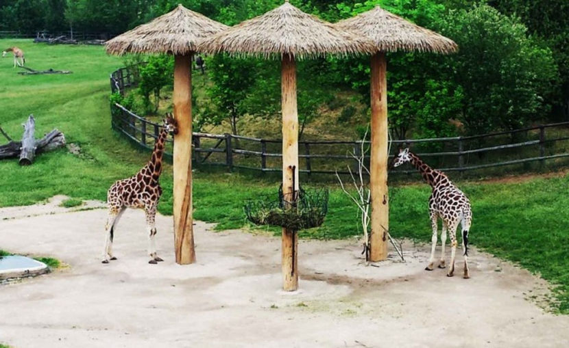  - NATURA ȘI SURPRIZELE EI