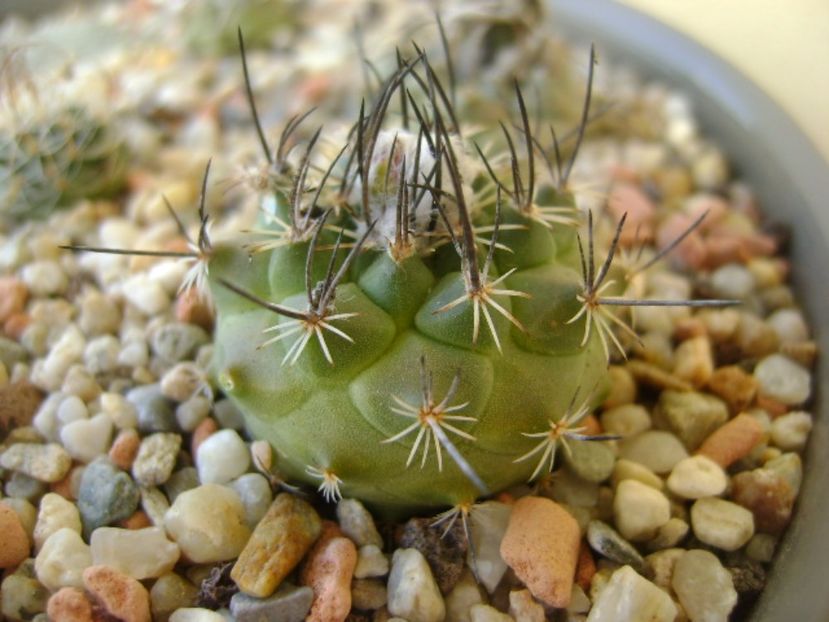 Turbinicarpus viereckii - Cactusi 2017 bis bis