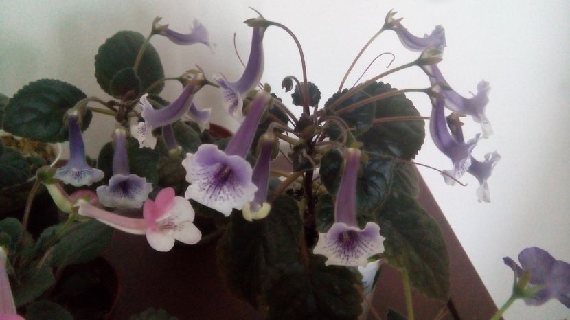  - Mini Sinningia 2017