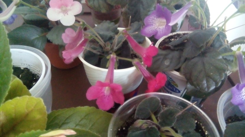  - Mini Sinningia 2017