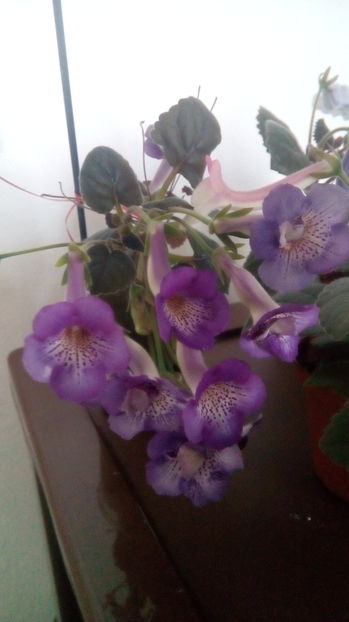  - Mini Sinningia 2017