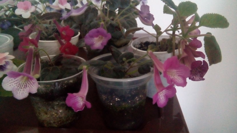  - Mini Sinningia 2017