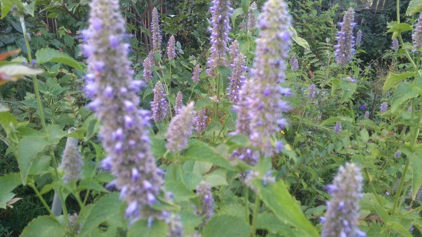 Agastache foeniculum - Gradina flori 2017