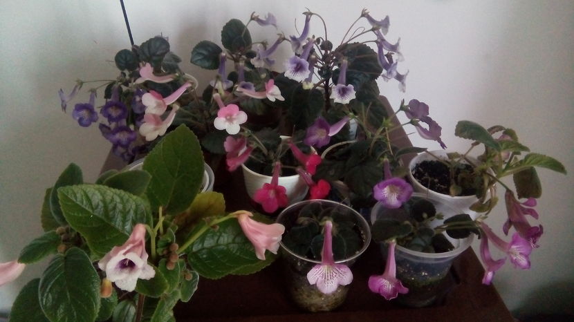  - Mini Sinningia 2017