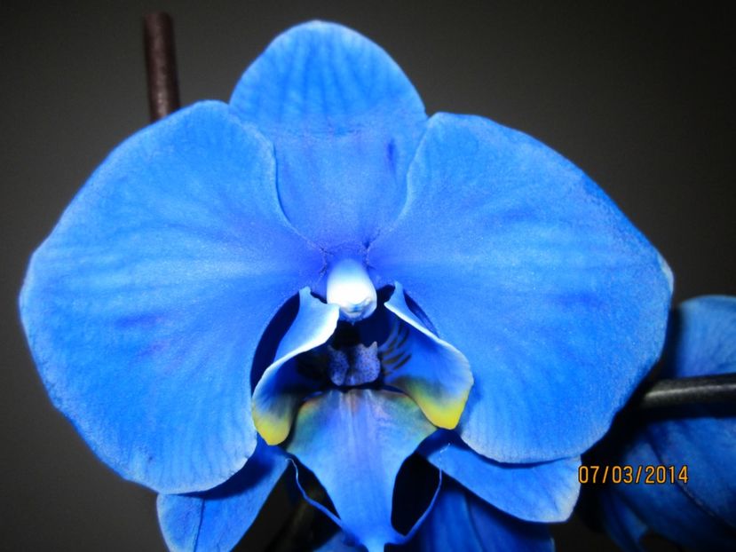  - Orhidee 2014
