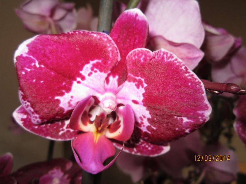  - Orhidee 2014