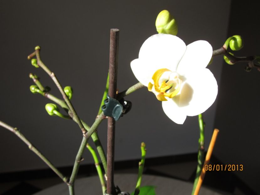  - Orhidee 2013