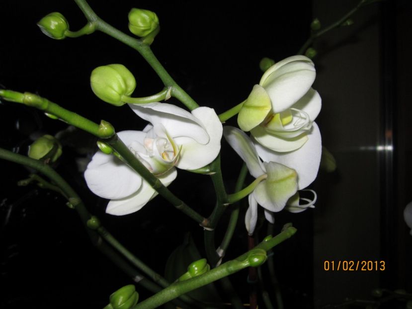  - Orhidee 2013