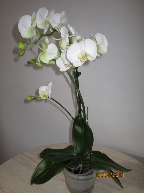  - Orhidee 2013