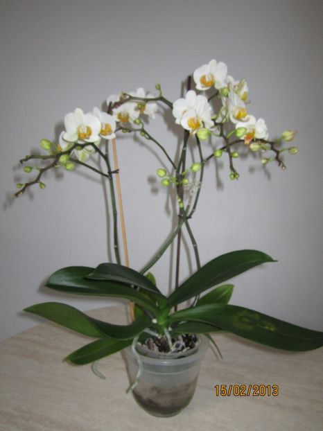  - Orhidee 2013
