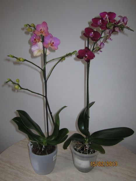  - Orhidee 2013