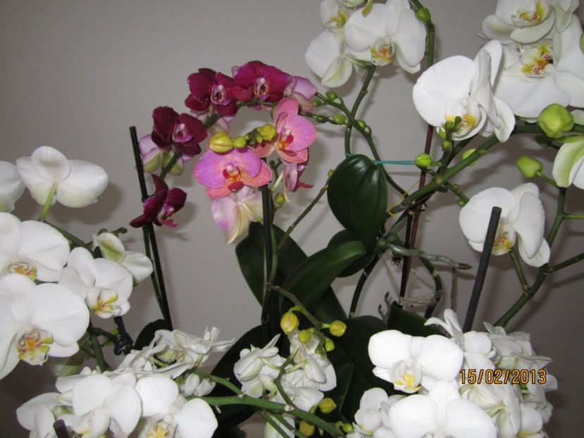  - Orhidee 2013