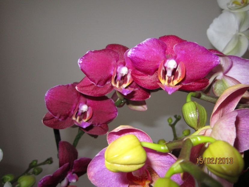  - Orhidee 2013