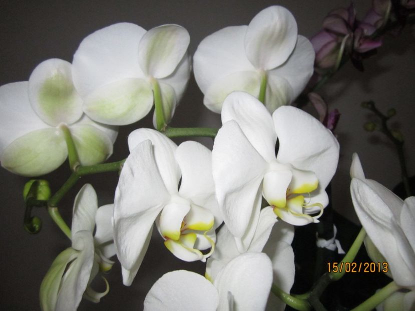 - Orhidee 2013
