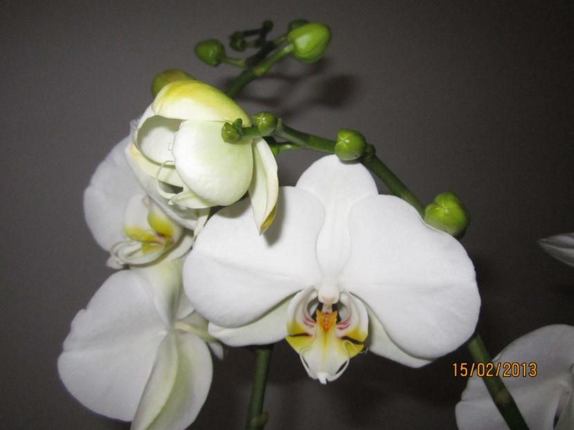  - Orhidee 2013