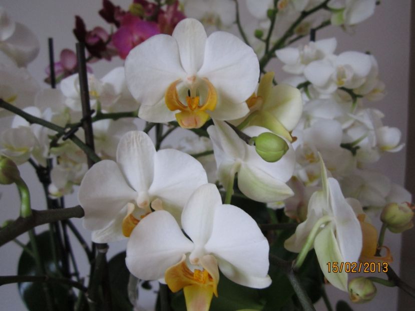  - Orhidee 2013