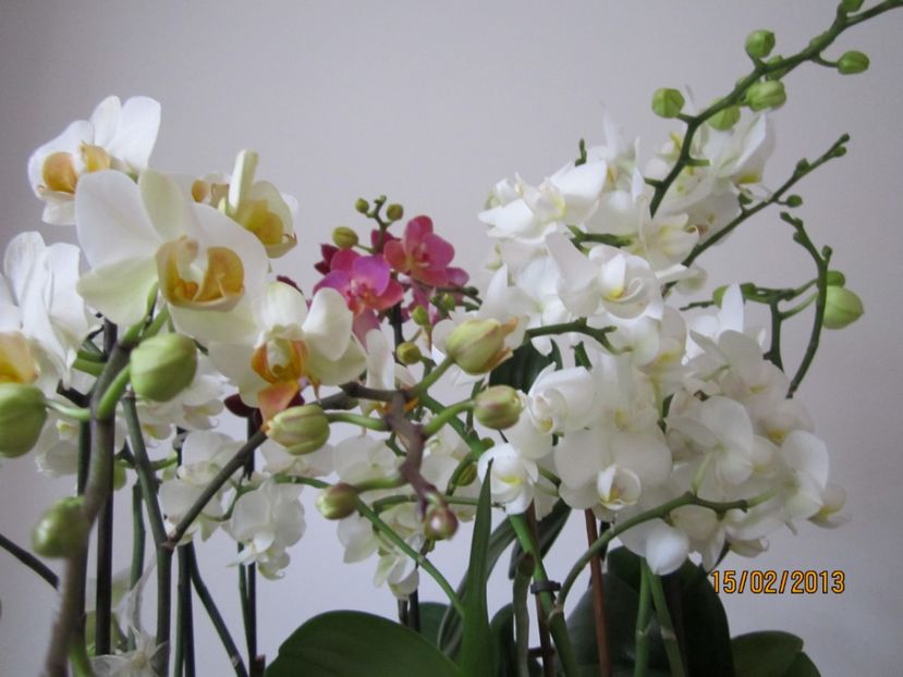  - Orhidee 2013