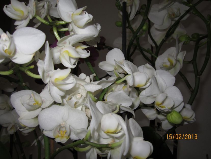 - Orhidee 2013
