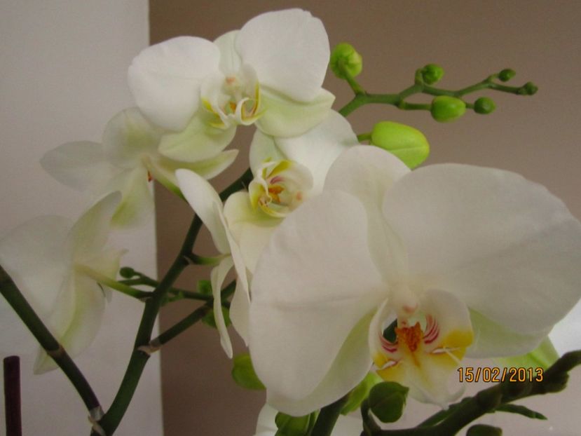  - Orhidee 2013