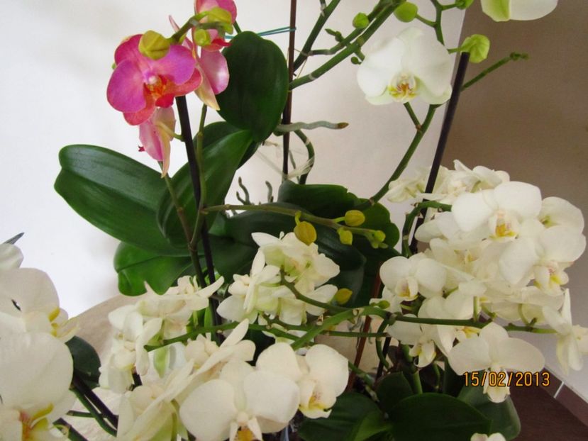  - Orhidee 2013