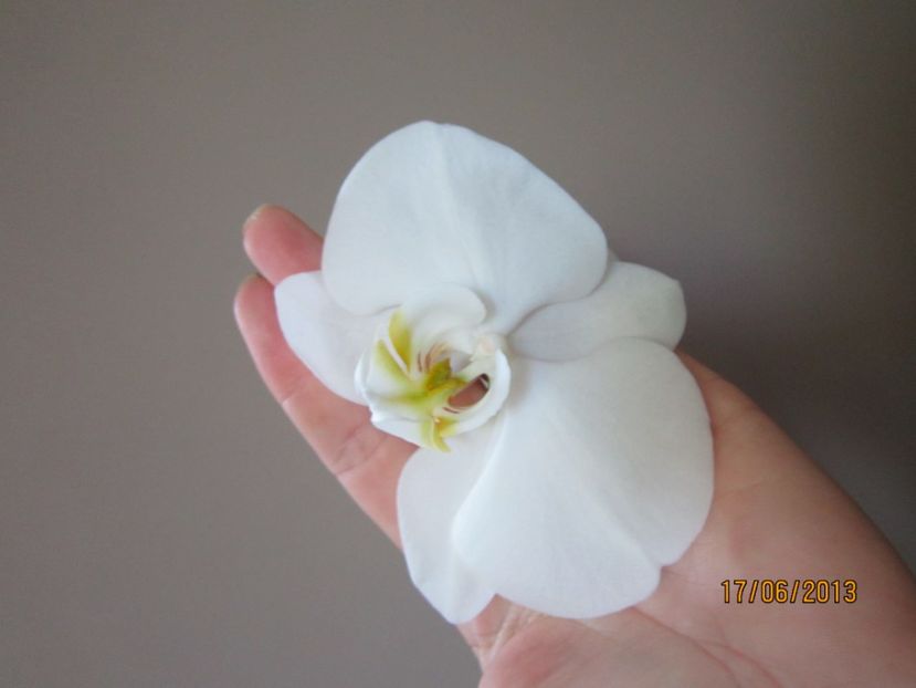  - Orhidee 2013