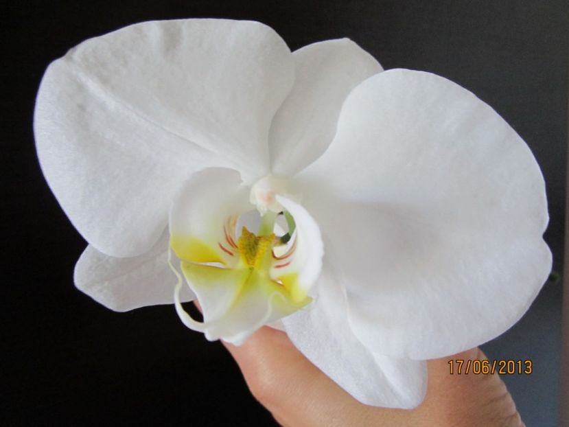  - Orhidee 2013