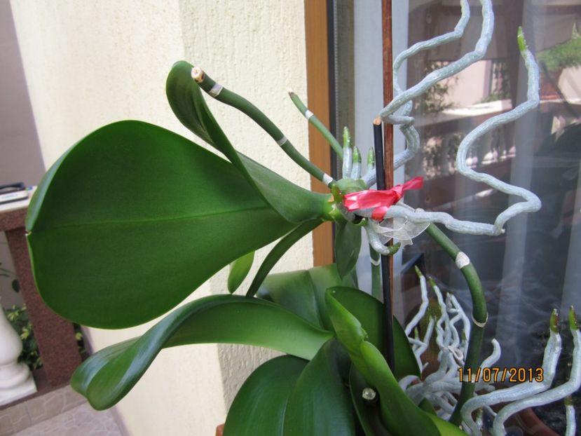  - Orhidee 2013
