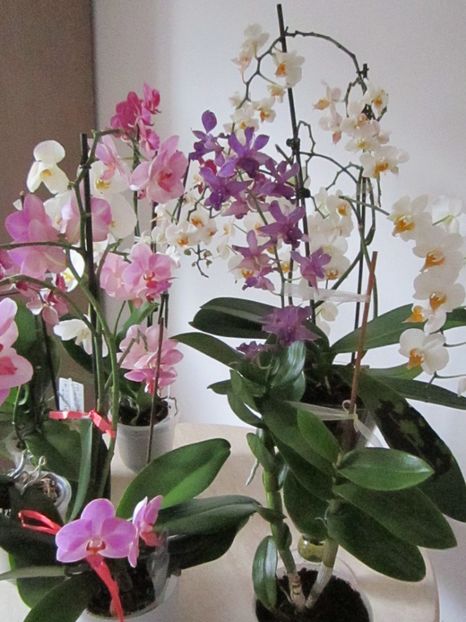  - Orhidee 2013