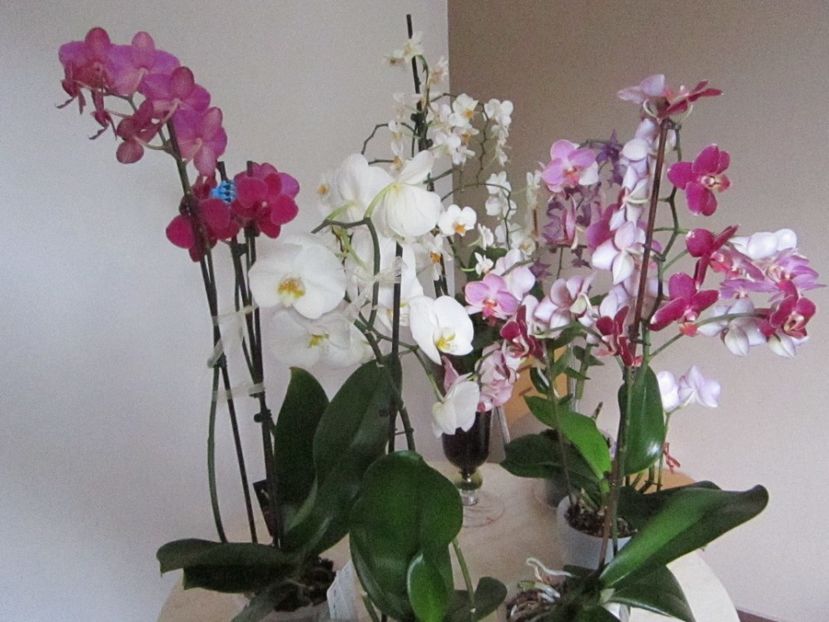  - Orhidee 2013